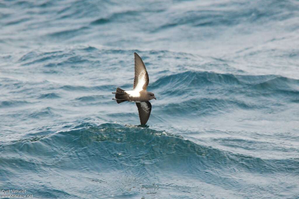 Black-bellied Storm Petreladult, habitat, pigmentation, Flight