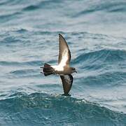 Black-bellied Storm Petrel