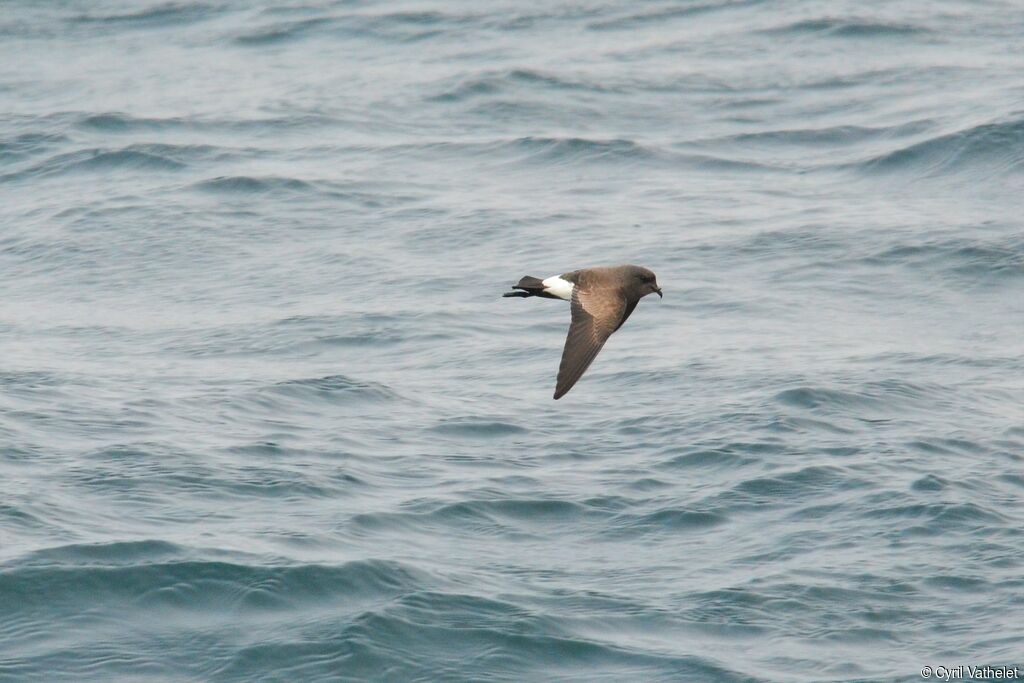 Black-bellied Storm Petreladult, aspect, pigmentation, Flight