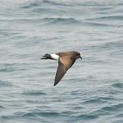 Black-bellied Storm Petrel