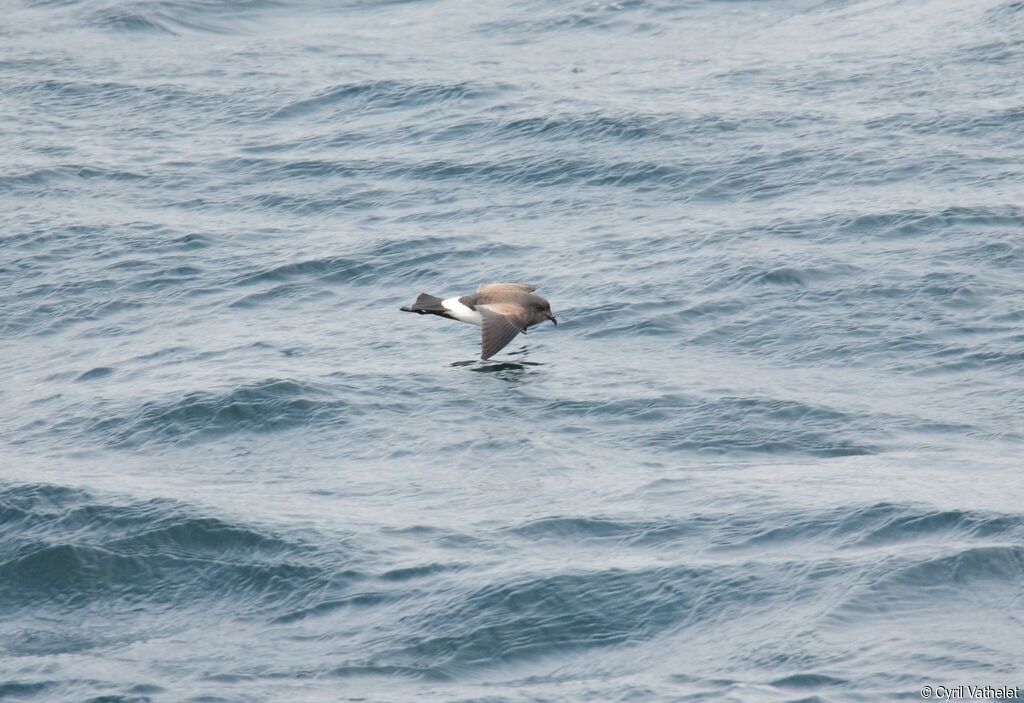 Black-bellied Storm Petreladult, identification, aspect, pigmentation, Flight