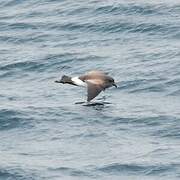 Black-bellied Storm Petrel