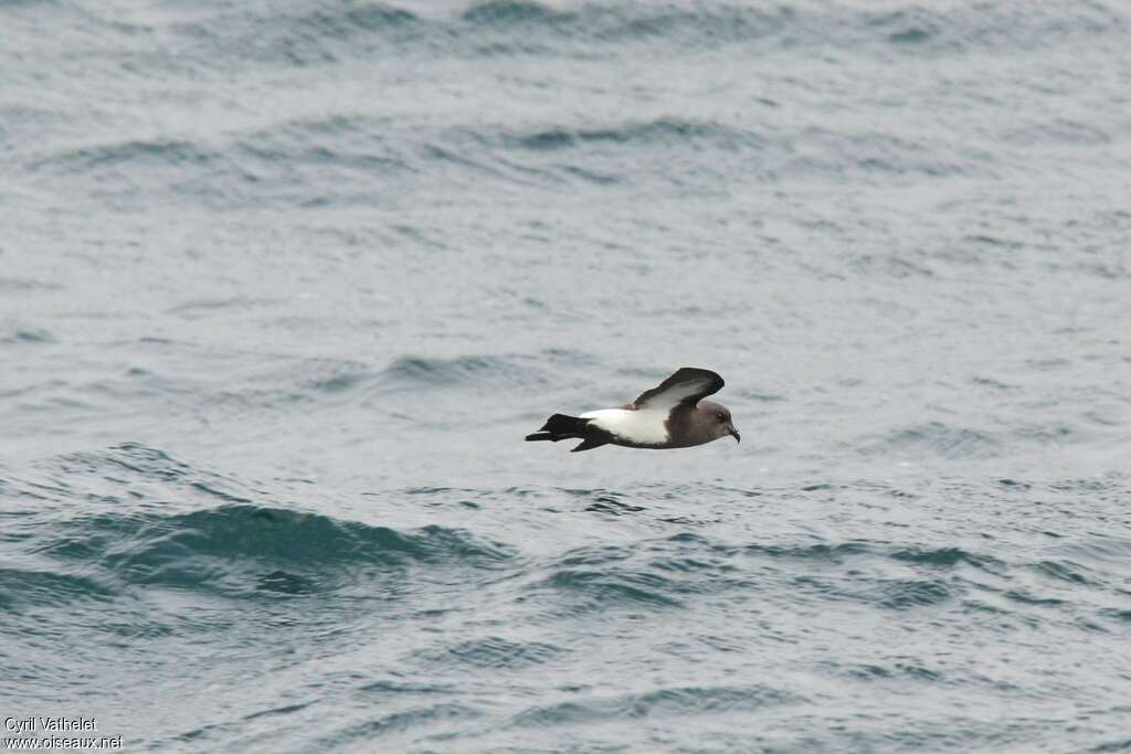 Black-bellied Storm Petreladult, identification