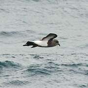 Black-bellied Storm Petrel