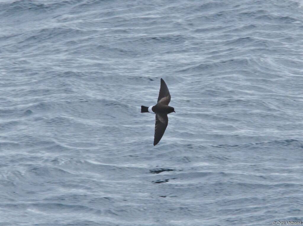 Wilson's Storm Petreladult, identification, aspect, Flight