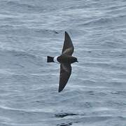 Wilson's Storm Petrel