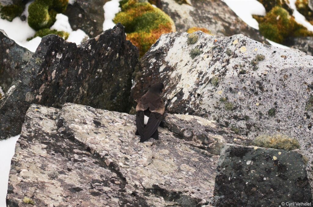 Wilson's Storm Petreladult, identification, aspect, Reproduction-nesting