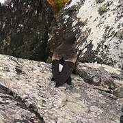 Wilson's Storm Petrel