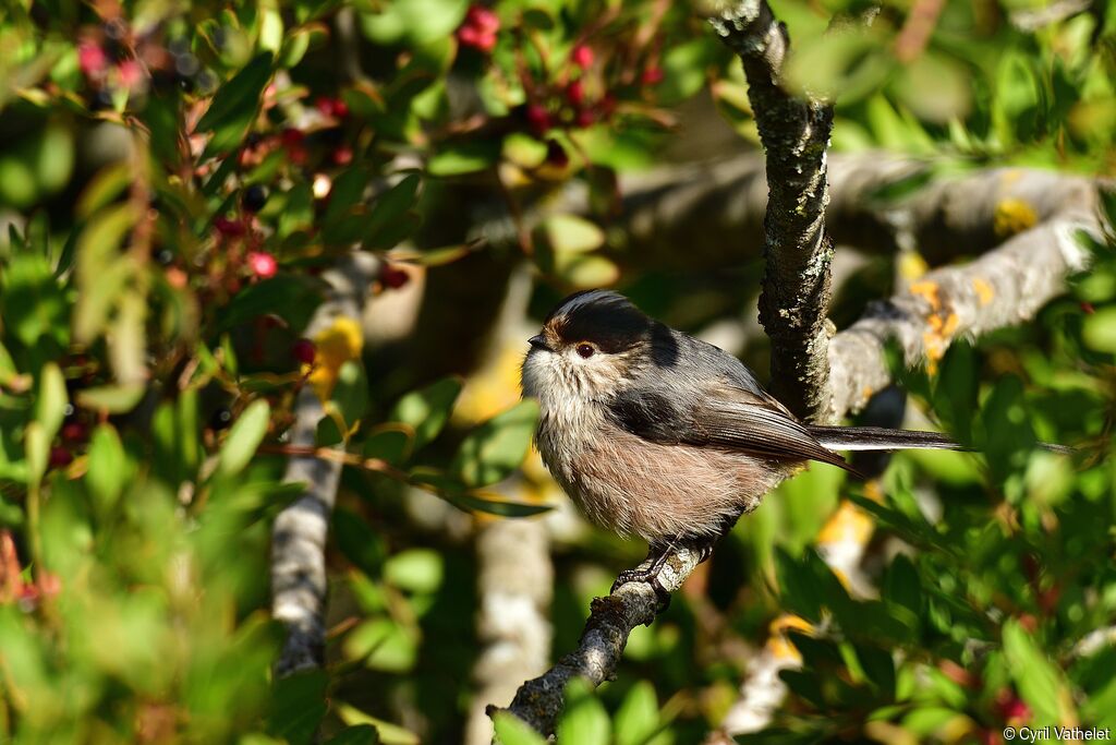 Long-tailed Tit, identification, aspect, pigmentation