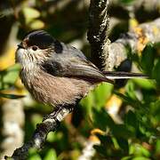 Long-tailed Tit