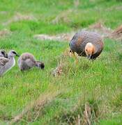 Upland Goose