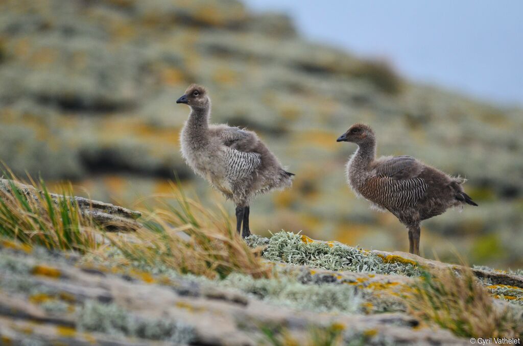 Upland Goosejuvenile, habitat, moulting, aspect, pigmentation