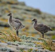 Upland Goose