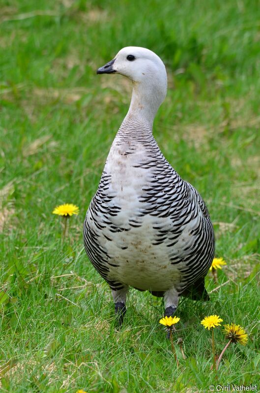 Upland Goose male adult, identification, habitat, aspect, pigmentation
