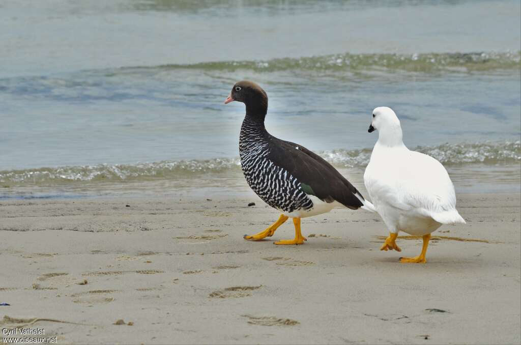 Kelp Gooseadult, habitat, aspect, pigmentation, walking