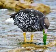 Kelp Goose