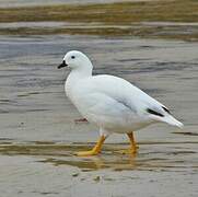 Kelp Goose