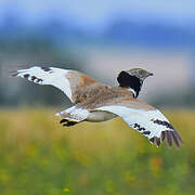 Little Bustard