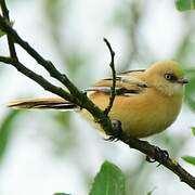 Bearded Reedling