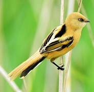 Bearded Reedling