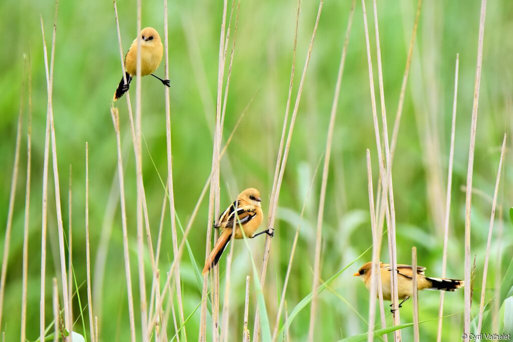 Bearded Reedling, habitat, pigmentation