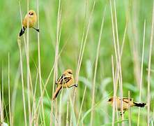 Bearded Reedling