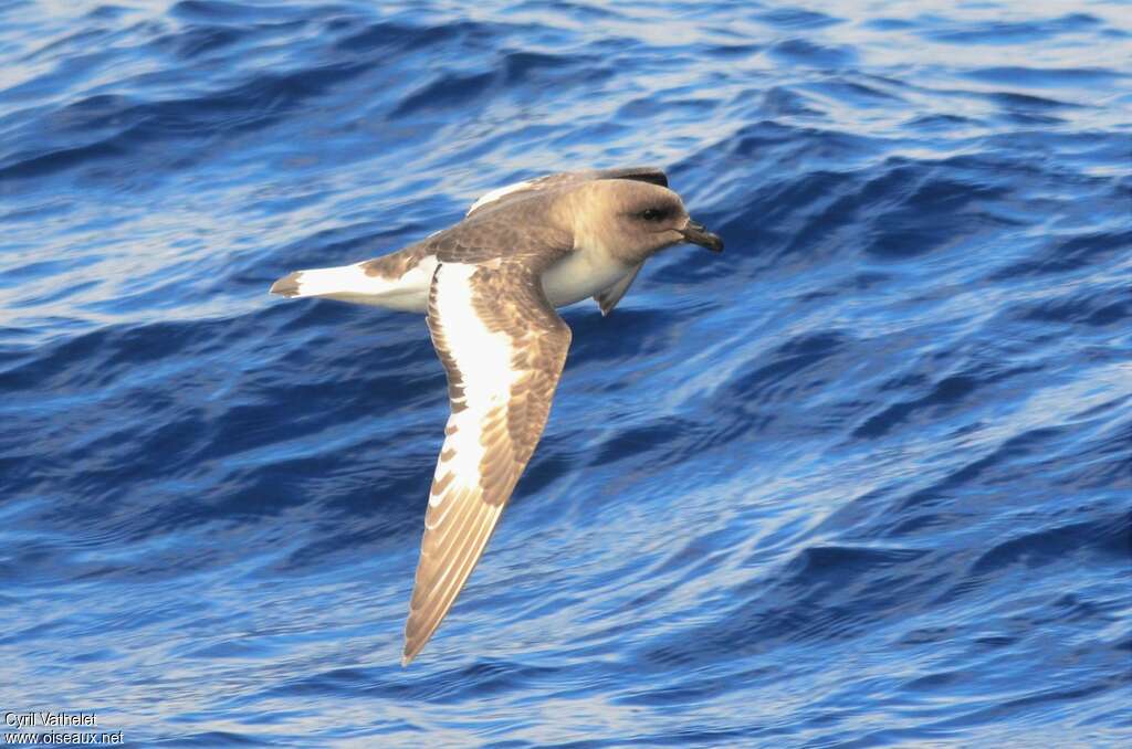 Antarctic Petreladult, Flight