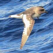 Antarctic Petrel