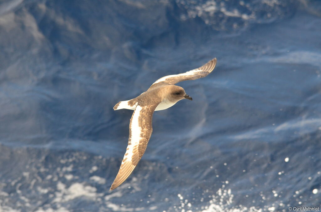 Pétrel antarctique, identification, composition, Vol