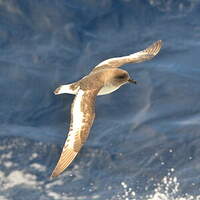 Pétrel antarctique