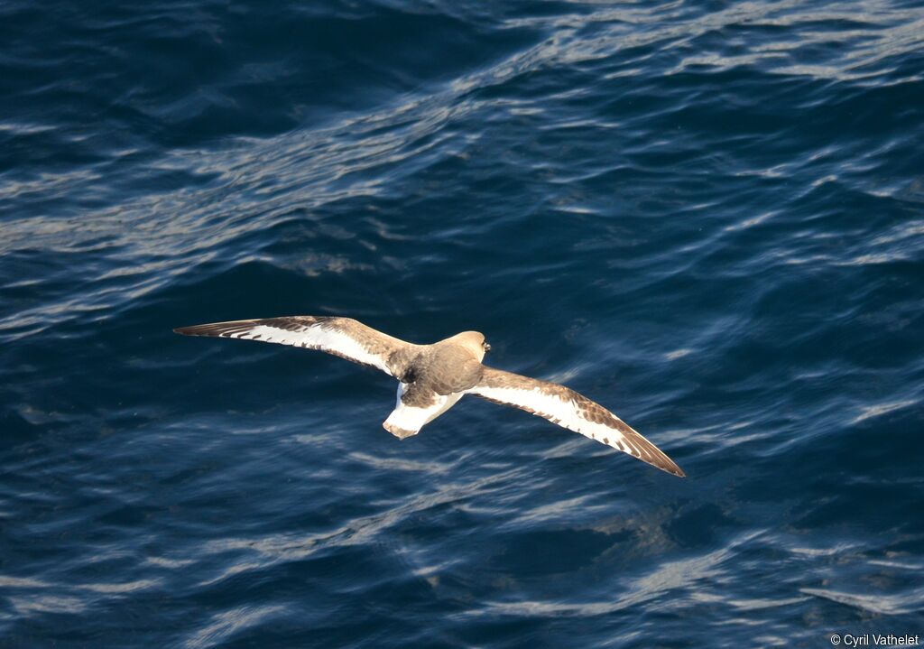 Pétrel antarctique, identification, composition, Vol