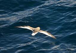 Antarctic Petrel