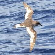 Antarctic Petrel