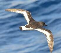 Antarctic Petrel