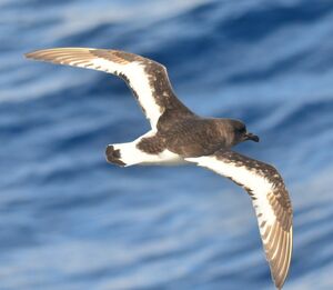 Pétrel antarctique