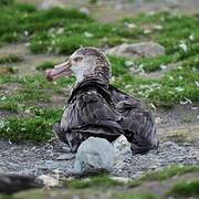 Northern Giant Petrel