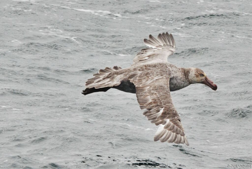 Northern Giant Petrel male adult, identification, aspect, pigmentation, Flight