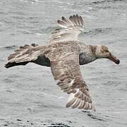 Northern Giant Petrel