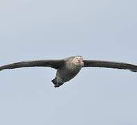 Northern Giant Petrel