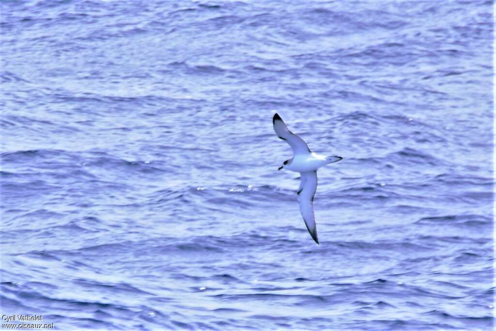 Juan Fernandez Petrel, Flight