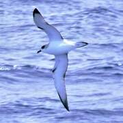 Juan Fernandez Petrel