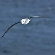 White-headed Petrel