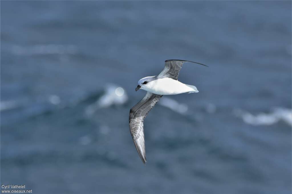 White-headed Petrel, Flight