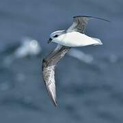 White-headed Petrel