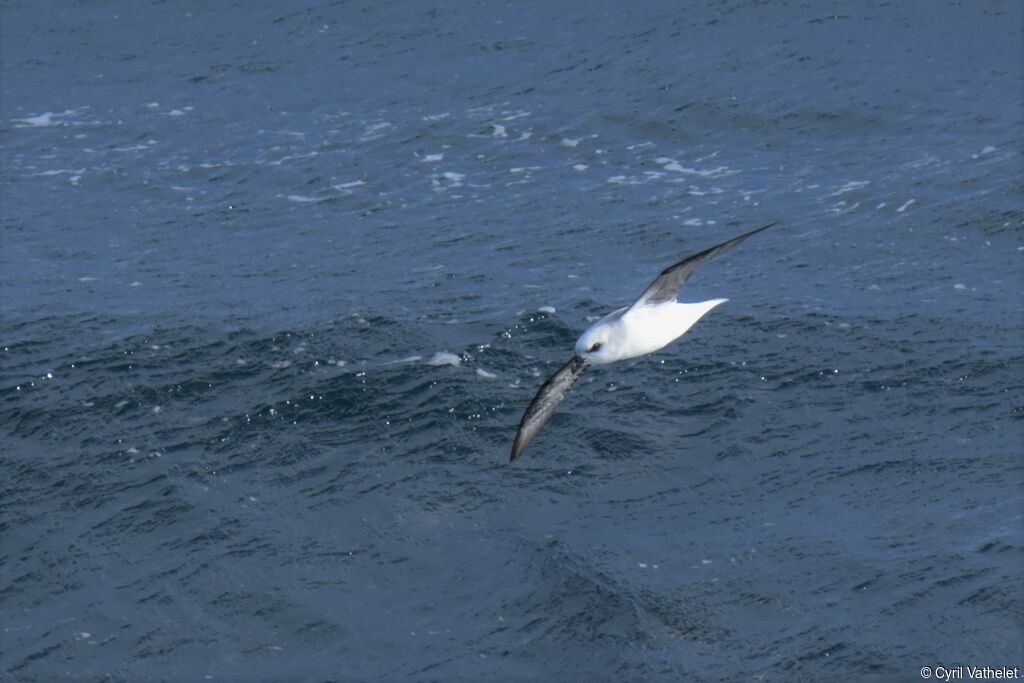 White-headed Petrel, Flight