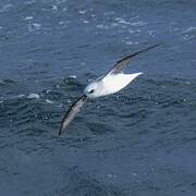 White-headed Petrel