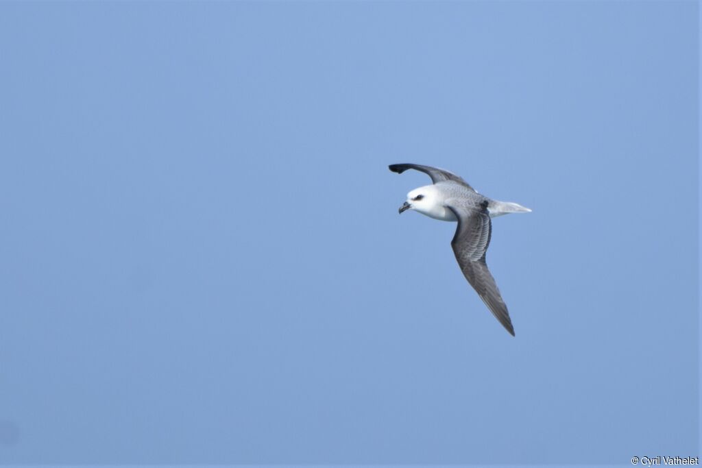 White-headed Petrel, Flight