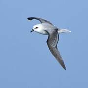 White-headed Petrel