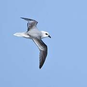 White-headed Petrel