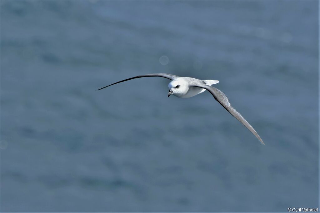 White-headed Petrel, Flight